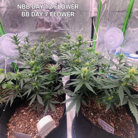 Bruce Banner Auto growlog photo: NBB DAY 12 FLOWER
BB DAY 7 FLOWER