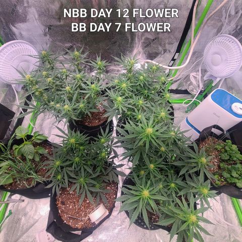 Bruce Banner Auto growlog photo: NBB DAY 12 FLOWER
BB DAY 7 FLOWER