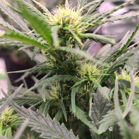 Bruce Banner Auto growlog photo: Day 7 flower