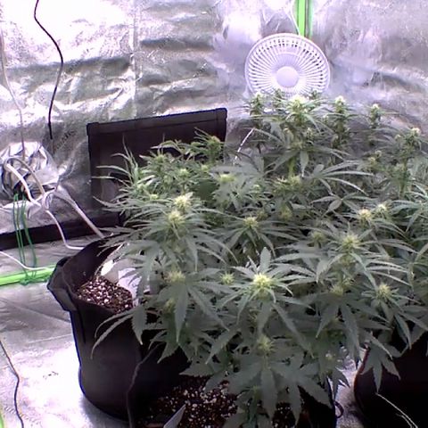 Bruce Banner Auto growlog photo: Day 14 flower NBB
Day 9 flower BB