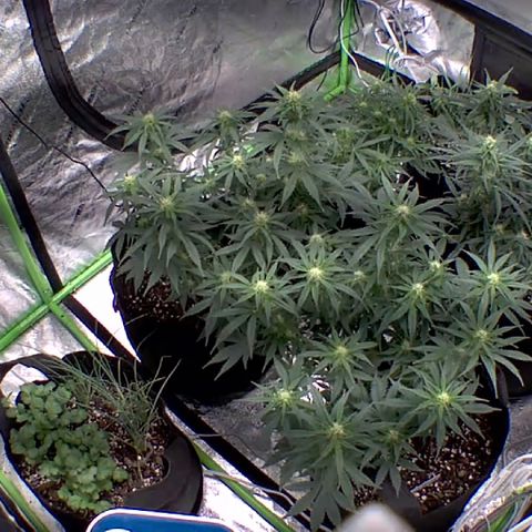 Bruce Banner Auto growlog photo: Day 14 flower NBB
Day 9 flower BB