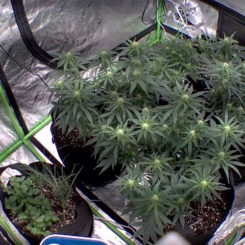 Bruce Banner Auto growlog timeline photo