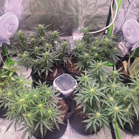Bruce Banner Auto growlog photo: NBB DAY 17 FLOWER
BB DAY 12 FLOWER