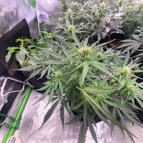 Bruce Banner Auto growlog photo: BB DAY 12 FLOWER
