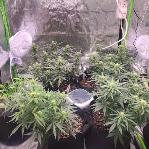 Bruce Banner Auto growlog photo: NBB DAY 17 FLOWER
BB DAY 12 FLOWER