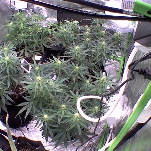 Bruce Banner Auto growlog photo: NBB DAY 17 FLOWER
BB DAY 12 FLOWER