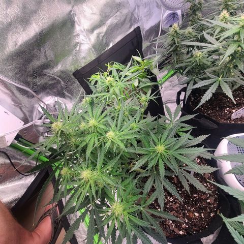 Bruce Banner Auto growlog timeline photo