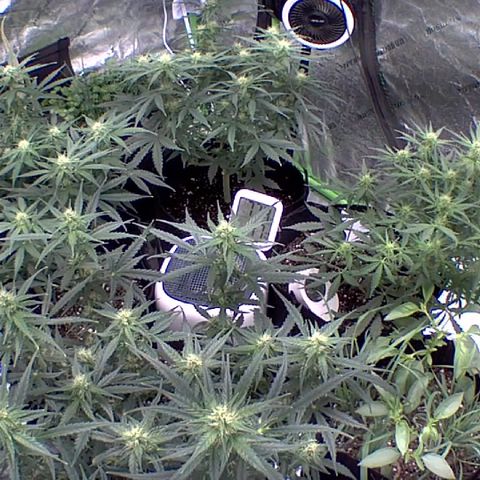 Bruce Banner Auto growlog photo: NBB DAY 17 FLOWER
BB DAY 12 FLOWER