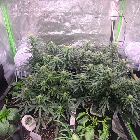 Bruce Banner Auto growlog photo: NBB DAY 18 FLOWER
BB DAY 13 FLOWER