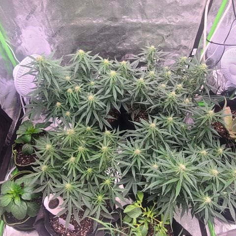 Bruce Banner Auto growlog photo: NBB DAY 18 FLOWER
BB DAY 13 FLOWER