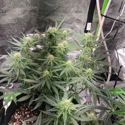 Bruce Banner Auto growlog timeline photo