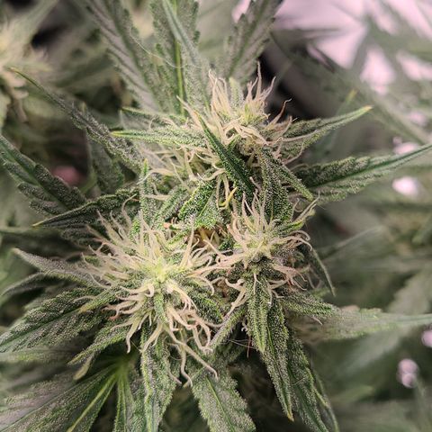 Bruce Banner Auto growlog timeline photo
