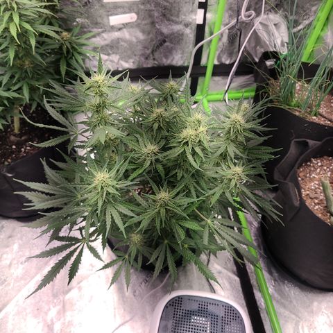 Bruce Banner Auto growlog timeline photo