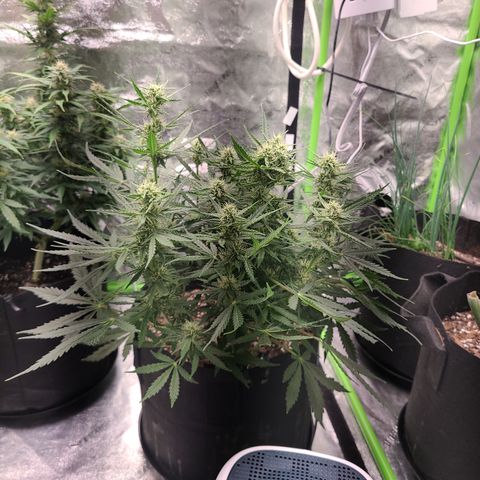 Bruce Banner Auto growlog timeline photo