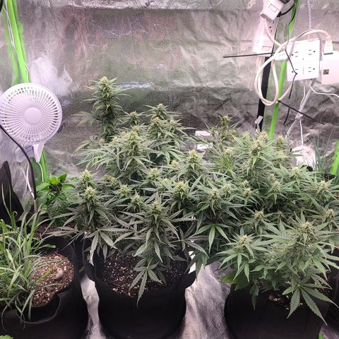 Bruce Banner Auto growlog timeline photo