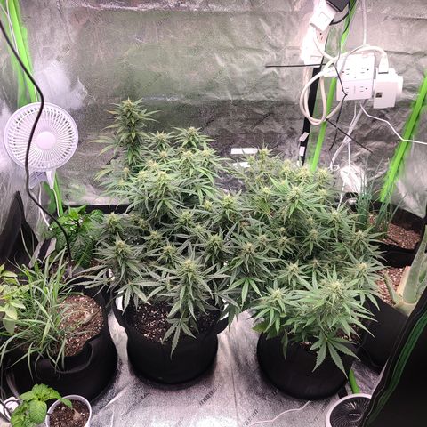 Bruce Banner Auto growlog timeline photo