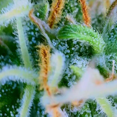 Bruce Banner Auto growlog timeline photo