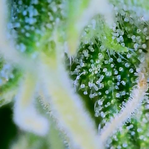 Bruce Banner Auto growlog timeline photo