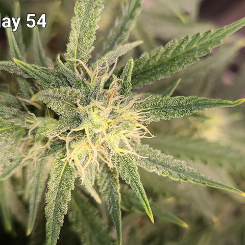 Bruce Banner Auto growlog photo: bb day 54