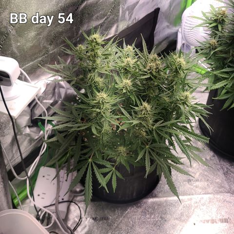 Bruce Banner Auto growlog photo: Day 54 BB