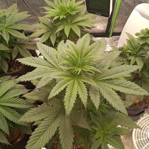 Dream Queen  growlog timeline photo