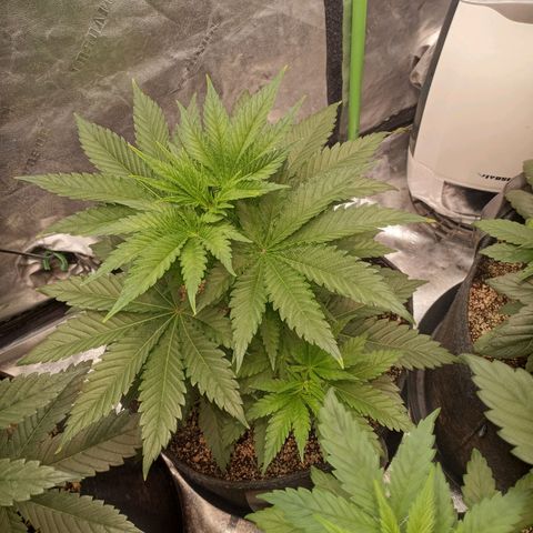 Dream Queen  growlog timeline photo