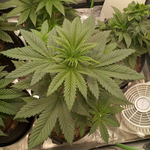 Dream Queen  growlog timeline photo