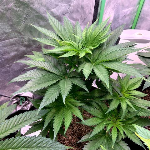Dream Queen  growlog timeline photo