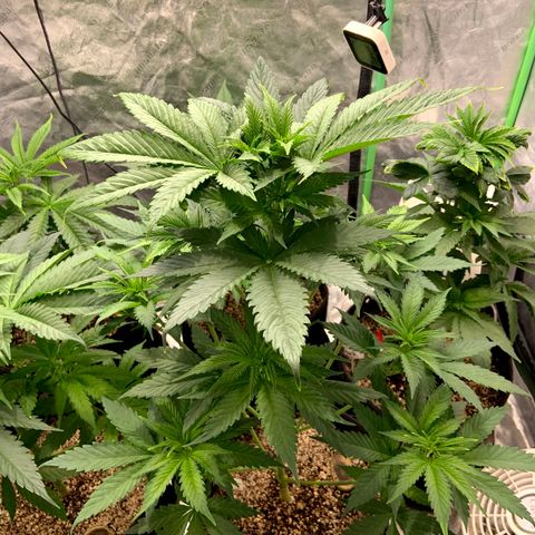 Dream Queen  growlog timeline photo