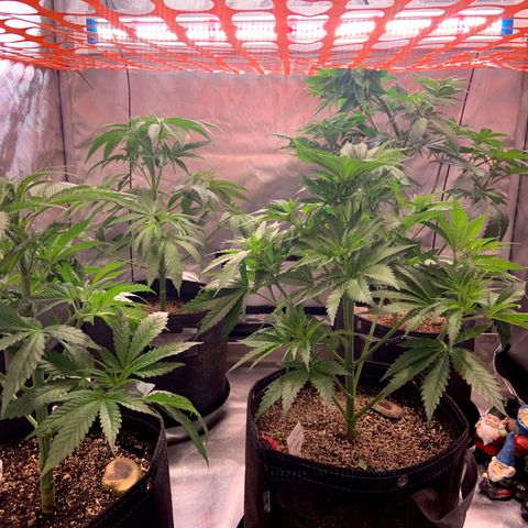 Dream Queen  growlog timeline photo