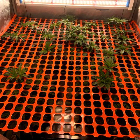 Dream Queen  growlog timeline photo