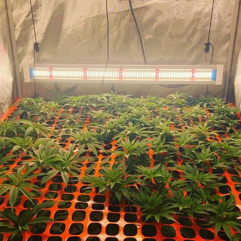 Dream Queen  growlog timeline photo