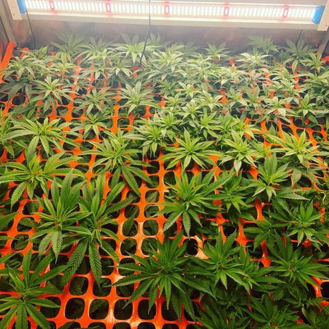 Dream Queen  growlog timeline photo