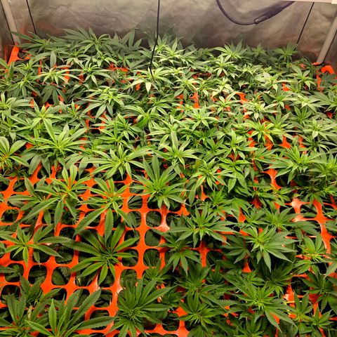 Dream Queen  growlog timeline photo
