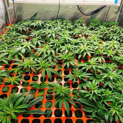 Dream Queen  growlog timeline photo