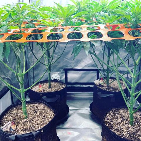 Dream Queen  growlog timeline photo