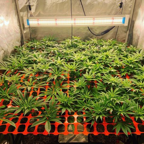 Dream Queen  growlog timeline photo