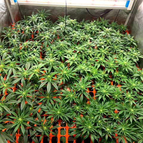 Dream Queen  growlog timeline photo