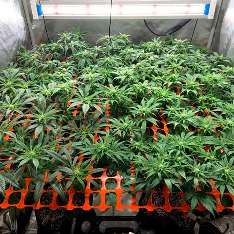 Dream Queen  growlog timeline photo