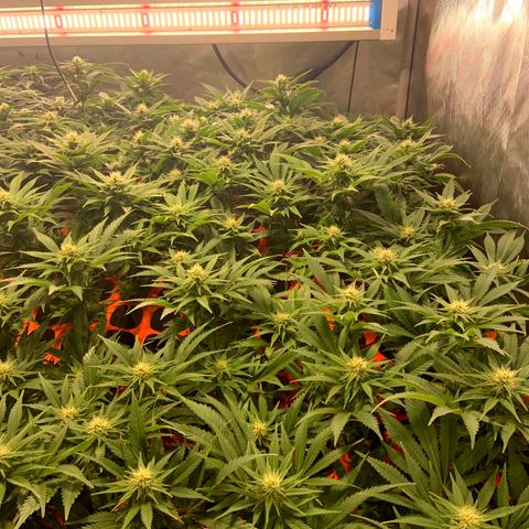 Dream Queen  growlog timeline photo
