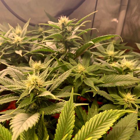 Dream Queen  growlog timeline photo