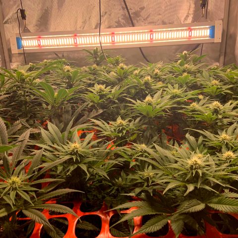 Dream Queen  growlog timeline photo