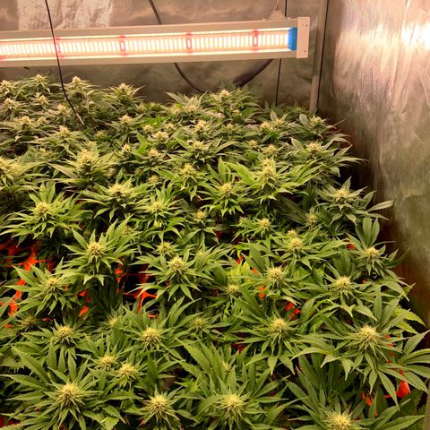 Dream Queen  growlog timeline photo