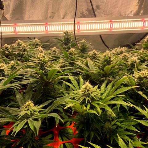 Dream Queen  growlog timeline photo