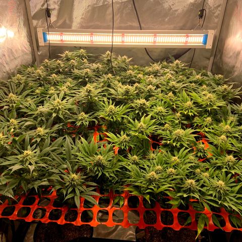 Dream Queen  growlog timeline photo
