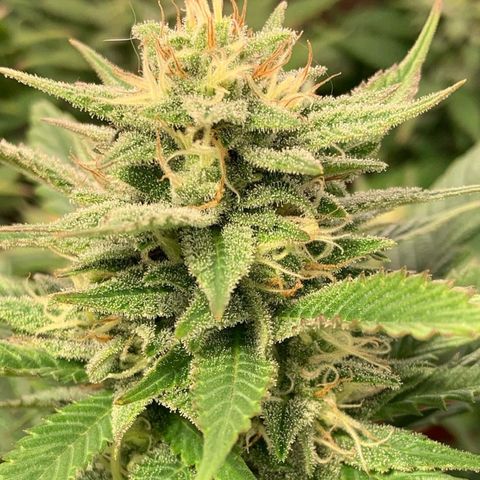 Dream Queen  growlog timeline photo