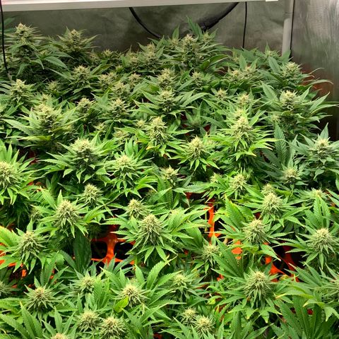 Dream Queen  growlog timeline photo