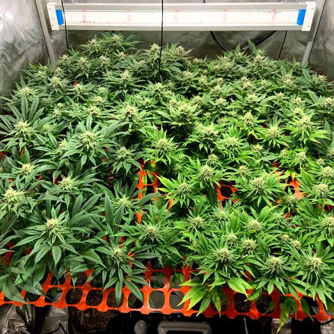 Dream Queen  growlog timeline photo