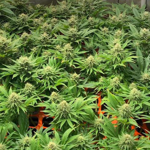 Dream Queen  growlog timeline photo
