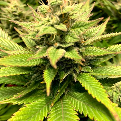Dream Queen  growlog timeline photo